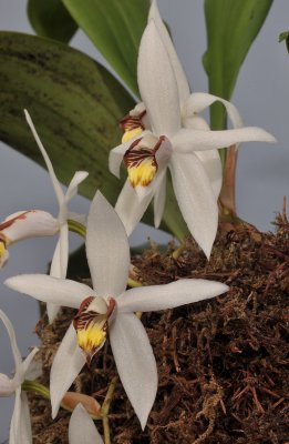 Coelogyne kaliana. Closer.