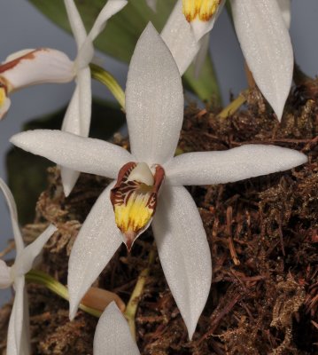 Coelogyne kaliana. Close-up.