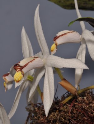 Coelogyne kaliana. Close-up side.