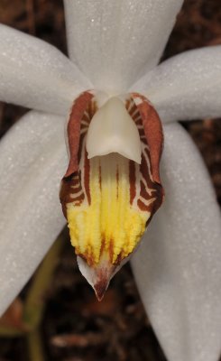 Coelogyne kaliana. Close-up lip.