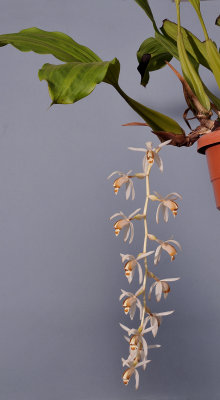 Coelogyne swaniana