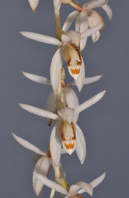 Coelogyne swaniana. Closer.