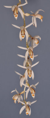 Coelogyne swaniana. Closer.