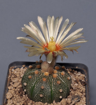 Astrophytum asterias