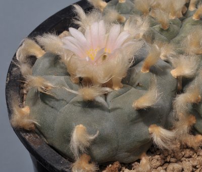 Lophophora williamsii