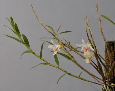 Dendrobium christyanum