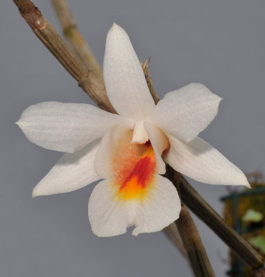 Dendrobium christyanum. Close-up.