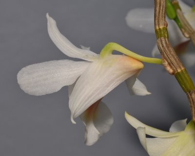 Dendrobium christyanum. Close-up side.