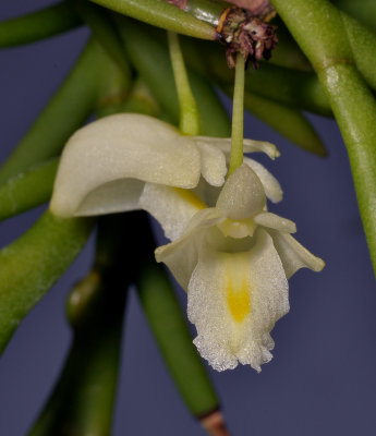 Dendrobium mannii. Close-up.