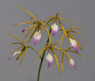 Prosthechea brassavolae