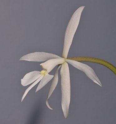 Epidendrum falcatum. Closer side.