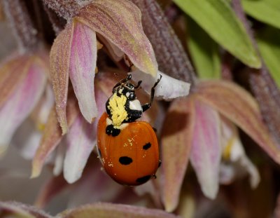 Epipactis palustris pollinated by Coccinella septempunctata.