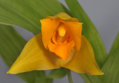 Lycaste cruenta. Close-up.