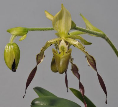 Paphiopedilum parishii. Closer.