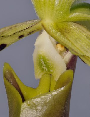 Paphiopedilum parishii. Close-up.