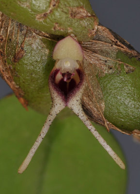 Bulbophyllum bicaudatum. Close-up.