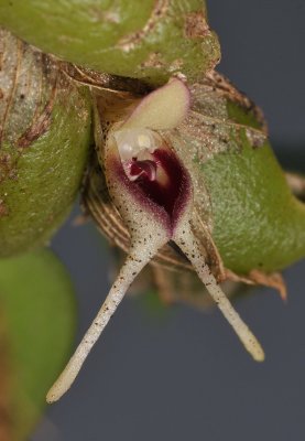 Bulbophyllum bicaudatum. Close-up side.