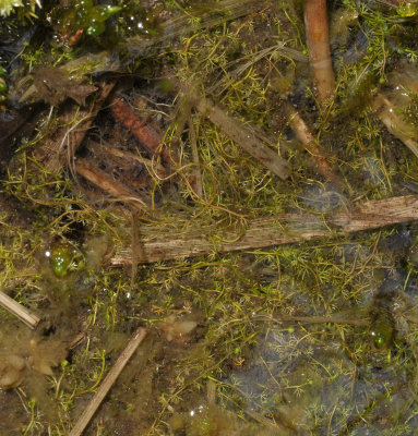 Utricularia minor