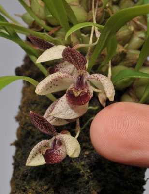 Pedilochilus guttulatus. With finger.