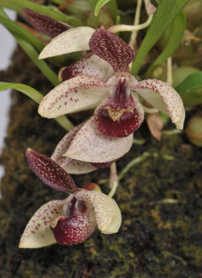 Pedilochilus guttulatus. Closer.