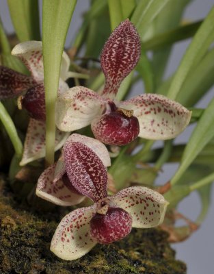 Pedilochilus guttulatus. Closer from below.