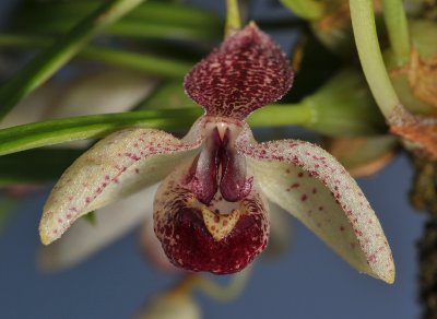 Pedilochilus guttulatus. Close-up.
