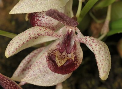 Pedilochilus guttulatus. Close-up from above.