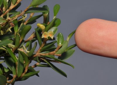 Bulbophyllum mutabile. With finger.