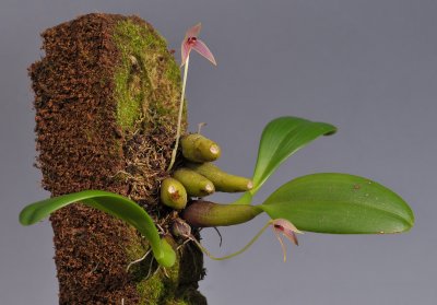 Bulbophyllum anjae
