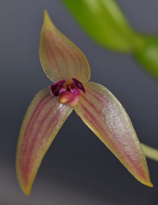Bulbophyllum anjae. Closer.