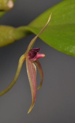 Bulbophyllum anjae. Closer side.