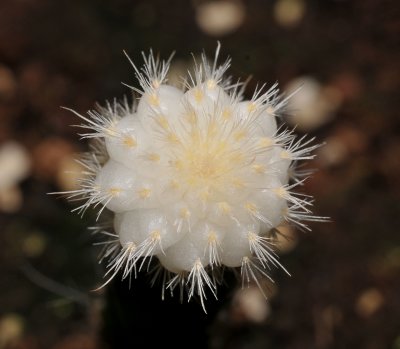 Echinocactus pectinatus. Albino.