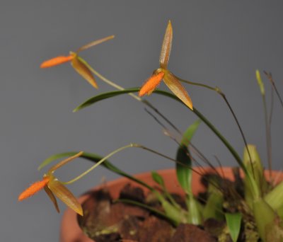 Bulbophyllum pyroglossum