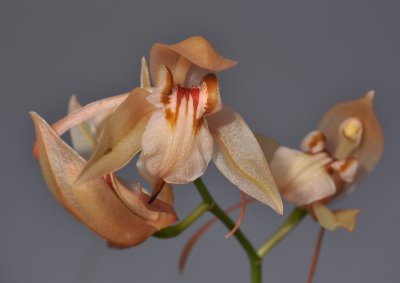 Coelogyne fuscescens