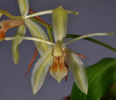 Coelogyne sudora. Close-up.