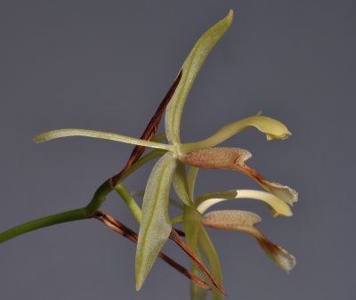 Coelogyne sudora. Close-up side.