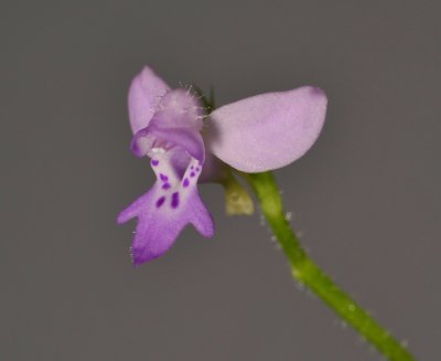 Cynorkis kasneriana. Close-up.