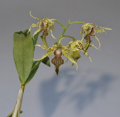 Dendrobium alexandrae