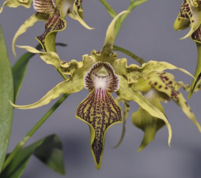 Dendrobium alexandrae. Close-up.