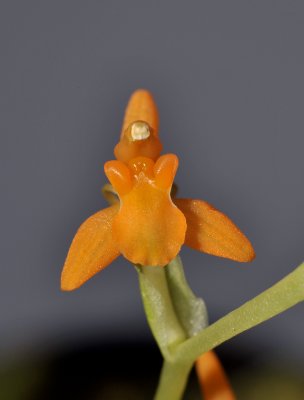 Liparis torricellensis. Close-up.