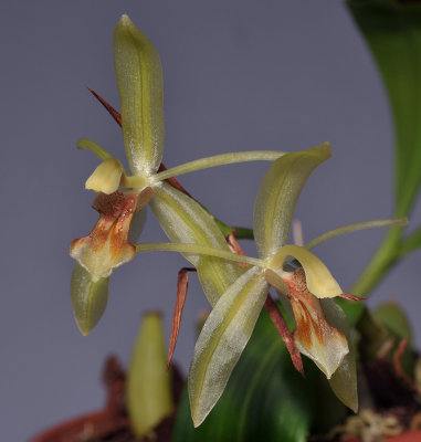 Coelogyne sudora