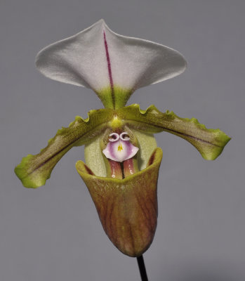 Paphiopedilum spicerianum