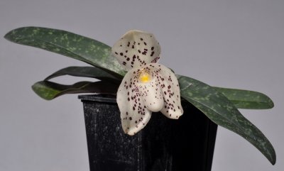 Paphiopedilum wenshanense