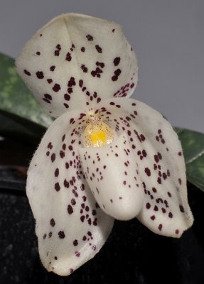 Paphiopedilum wenshanense. Closer.