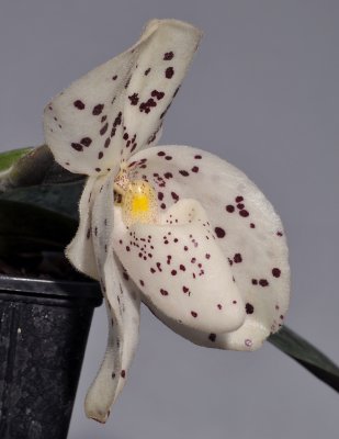 Paphiopedilum wenshanense. Closer side.