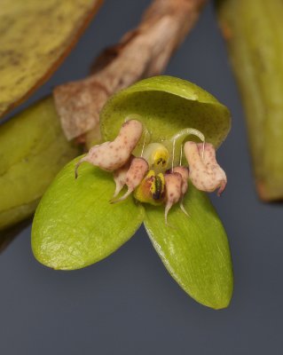 Bulbophyllum macrorhopalon. Close-up.