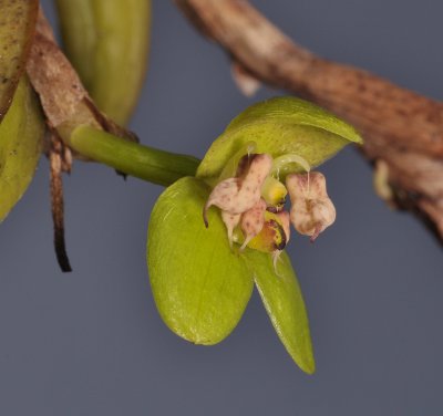 Bulbophyllum macrorhopalon. Close-up side.