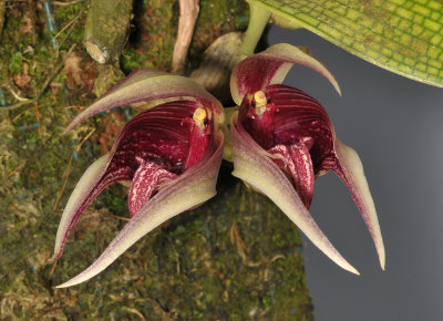 Bulbophyllum reticulatum. Closer.