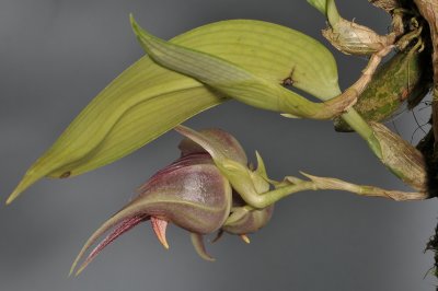 Bulbophyllum reticulatum. Closer side.