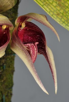 Bulbophyllum reticulatum. Close-up.